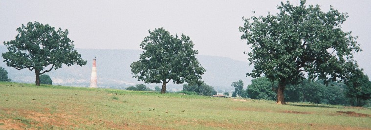 Mahua: Mahuwa Madhuca longifolia trees in Chhattisgarh state, India