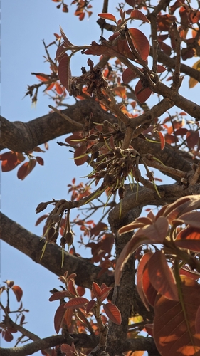 Mahua (Madhuca longifolia)