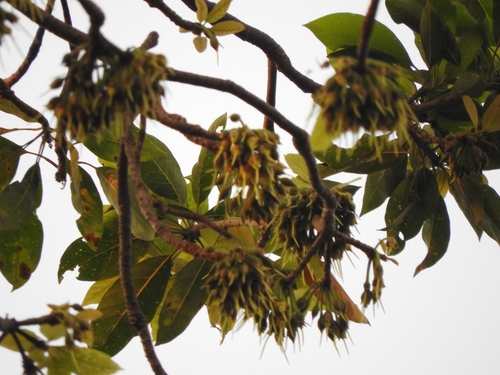 Mahua (Madhuca longifolia)