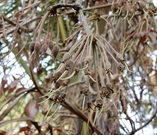 Mahua (Madhuca longifolia)