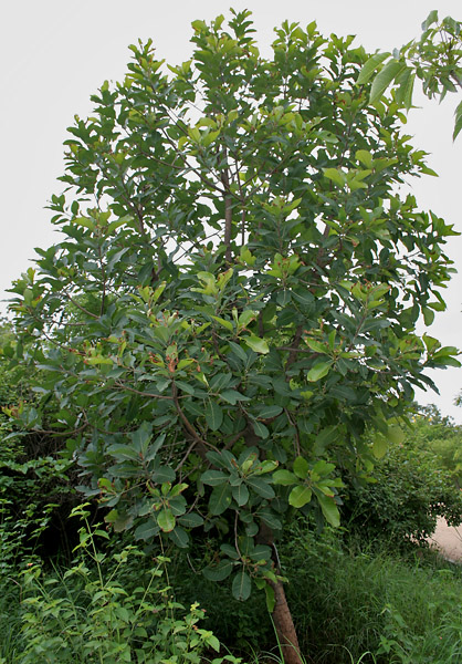 Mahua: Honey tree, Butter tree, Madhuca, moha, mohua, madhuca, illuppai, kuligam, madurgam, mavagam, nattiluppai, tittinam, mahwa, mahua, mowa, moa or mowrah Madhuca l