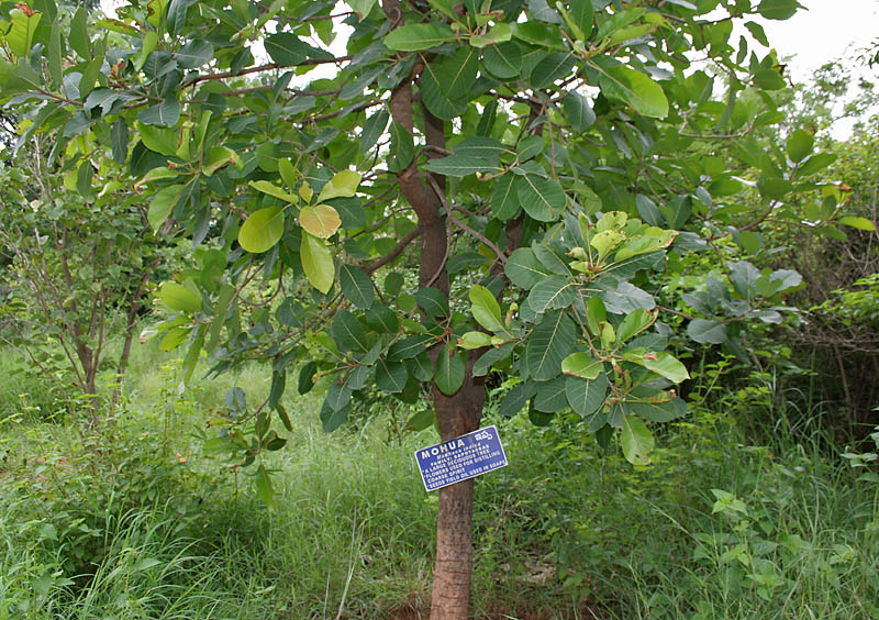 Mahua: Honey tree, Butter tree, Madhuca, moha, mohua, madhuca, illuppai, kuligam, madurgam, mavagam, nattiluppai, tittinam, mahwa, mahua, mowa, moa or mowrah Madhuca l