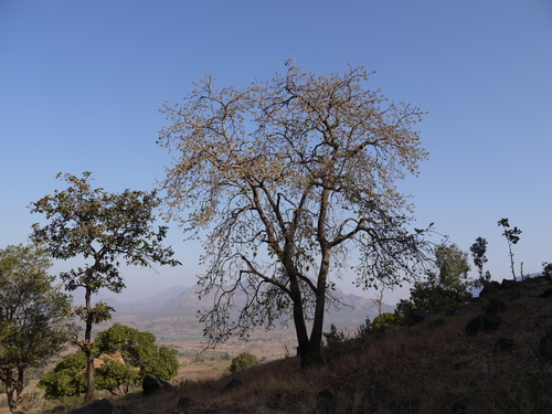 Mahua (Madhuca longifolia)