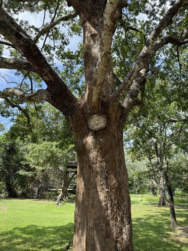 Mahua (Madhuca longifolia)