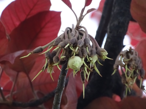 Mahua (Madhuca longifolia)