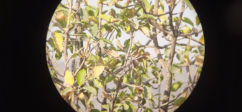 Mahua (Madhuca longifolia)