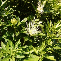 Bush maerua (Maerua afra)