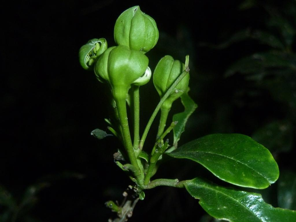 Bush maerua (Maerua afra)