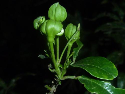 Bush maerua (Maerua afra)