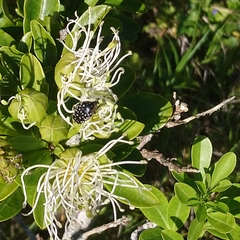 Bush maerua (Maerua afra)