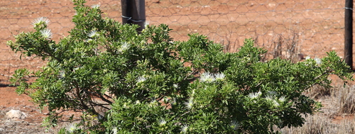Bush maerua (Maerua afra)