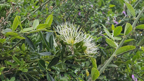 Bush maerua (Maerua afra)