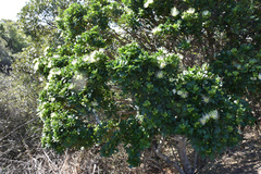 Bush maerua (Maerua afra)