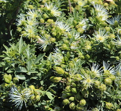 Bush maerua (Maerua afra)