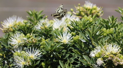 Bush maerua (Maerua afra)