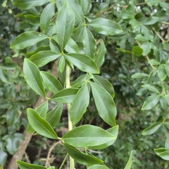 Bush maerua (Maerua afra)