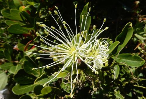 Bush maerua (Maerua afra)