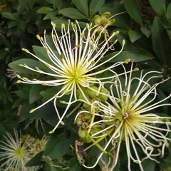 Bush maerua (Maerua afra)