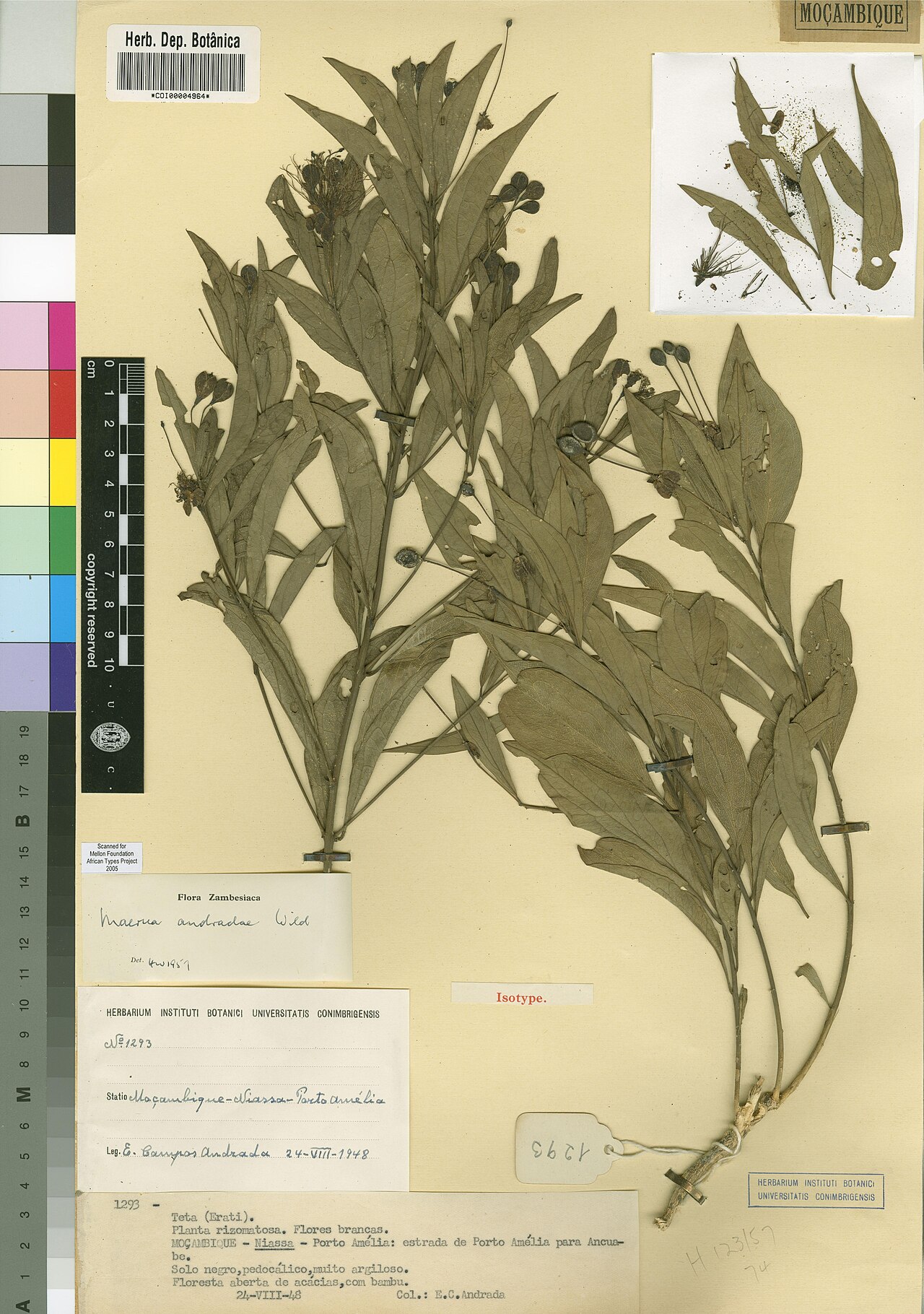 Maerua andradae: Photograph of Isotype of Maerua andradae at Herbarium of the University of Coimbra, Portugal (COI). Specimen COI00004964. http://coicatalogue.uc.pt/specimen/COI