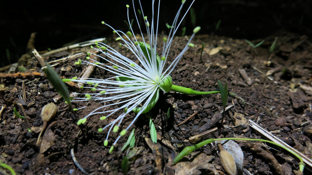 Beadbean (Maerua angolensis)