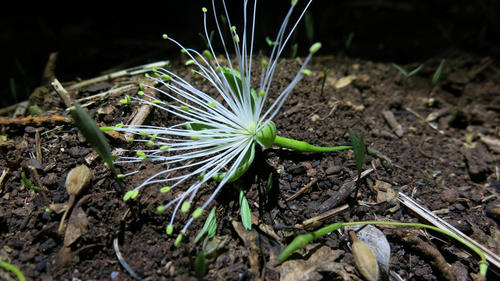 Beadbean (Maerua angolensis)
