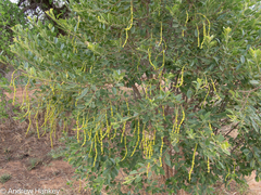 Beadbean (Maerua angolensis)