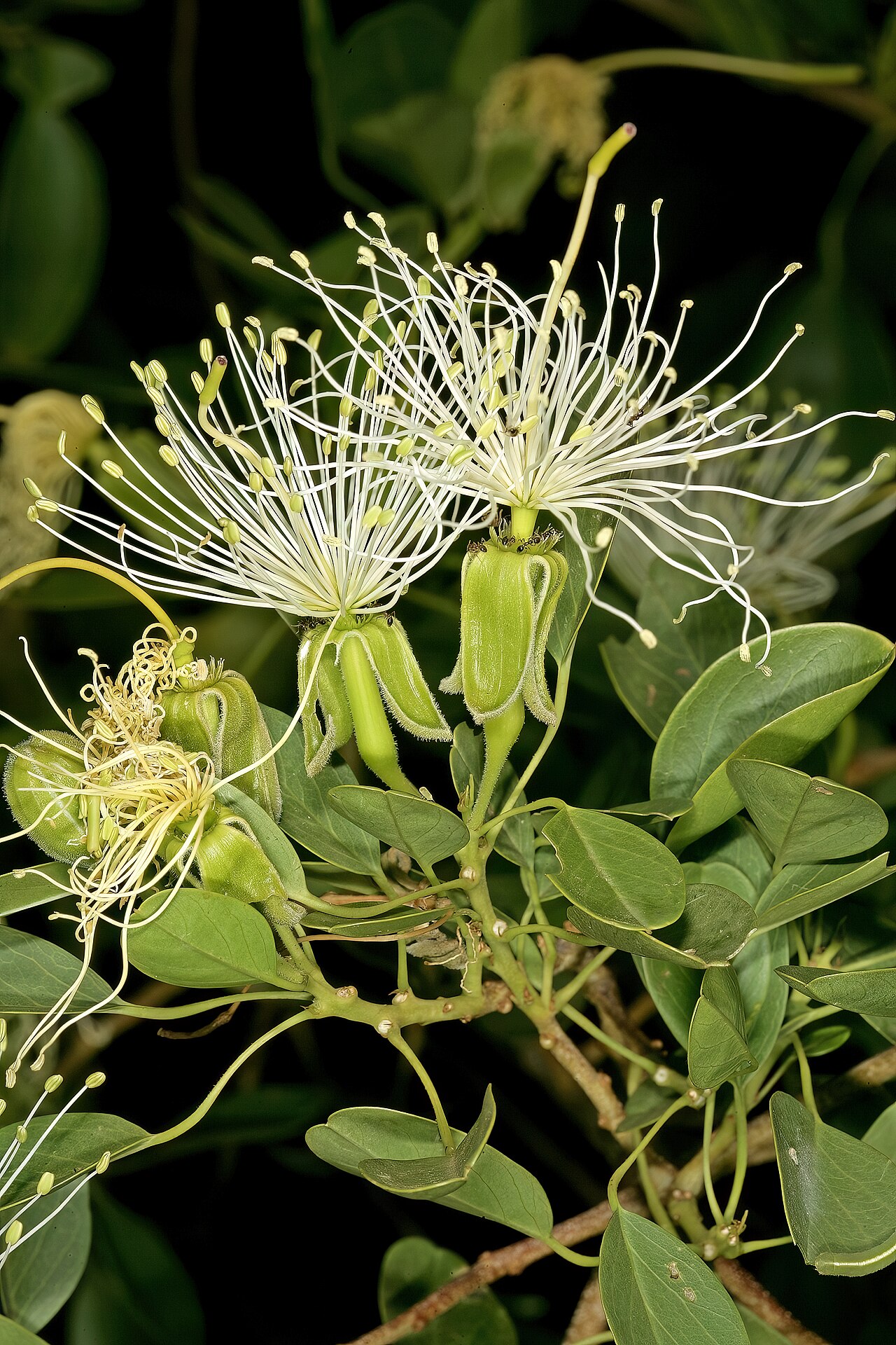Beadbean: Maerua angolensis subsp. angolensis , flowers; note prominent gynophores <move the mouse pointer over the image to see annotation>. Bushveld between Mookgophong