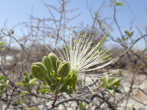 Beadbean (Maerua angolensis)