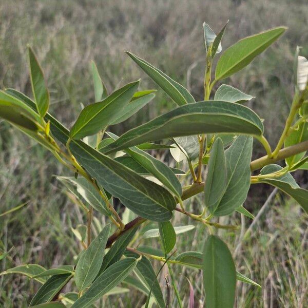 Beadbean (Maerua angolensis)