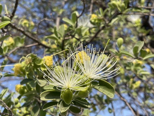 Beadbean (Maerua angolensis)