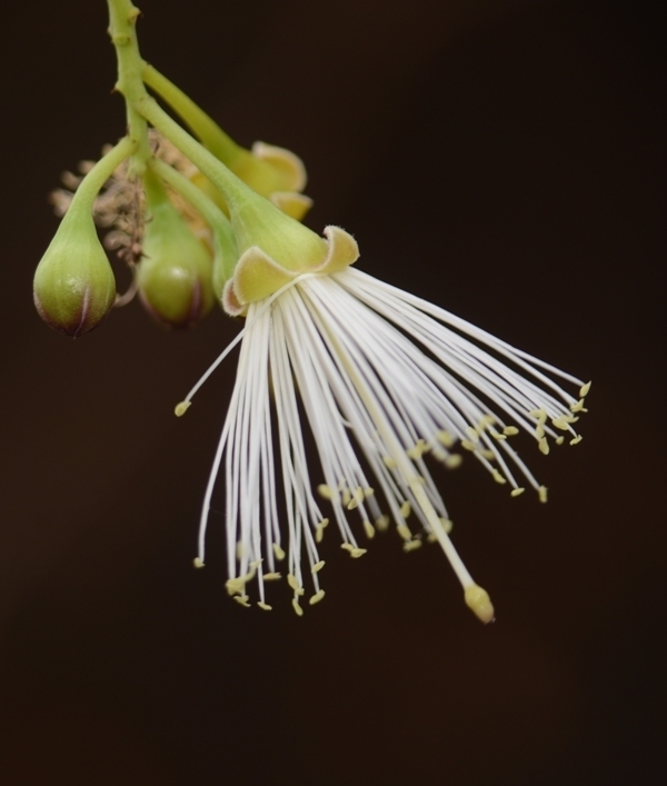 Maerua apetala (Maerua apetala)