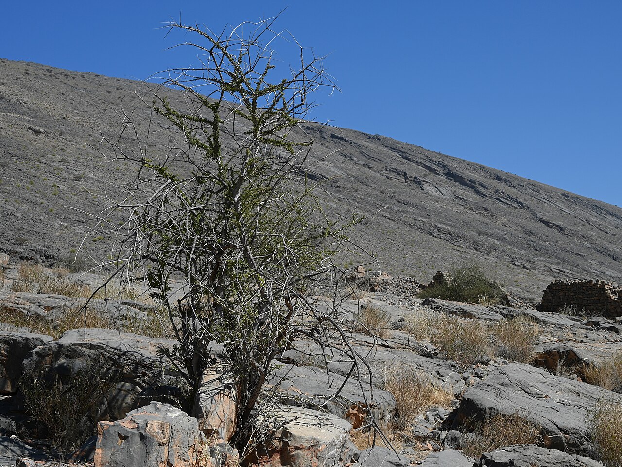 Maerua crassifolia: Maerua crassifolia in Tanuf Mudstone Village, Al Dakhiliyah Gov., Oman
