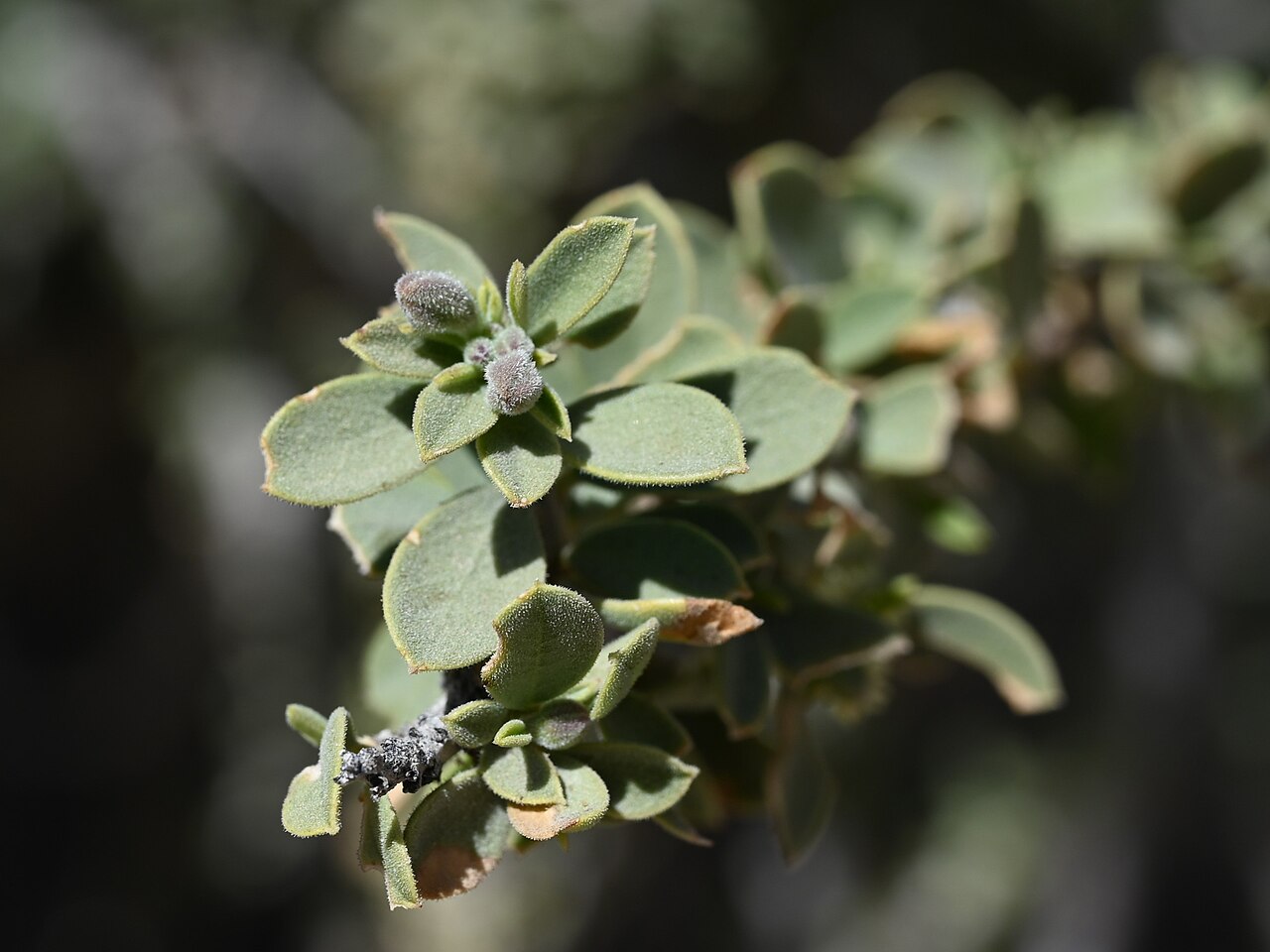Maerua crassifolia: Maerua crassifolia in Tanuf Mudstone Village, Al Dakhiliyah Gov., Oman