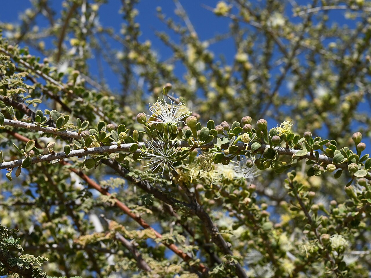 Maerua crassifolia: Maerua crassifolia in As Sib near Al Khawd Dam, Muskat Gov., Oman