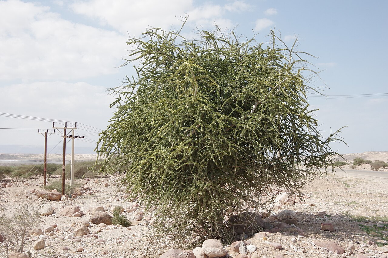 Maerua crassifolia: Maerua crassifolia