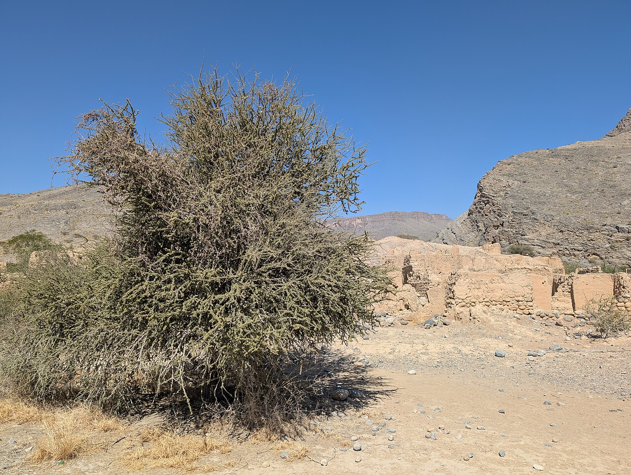 Maerua crassifolia: Maerua crassifolia in Tanuf Mudstone Village, Al Dakhiliyah Gov., Oman