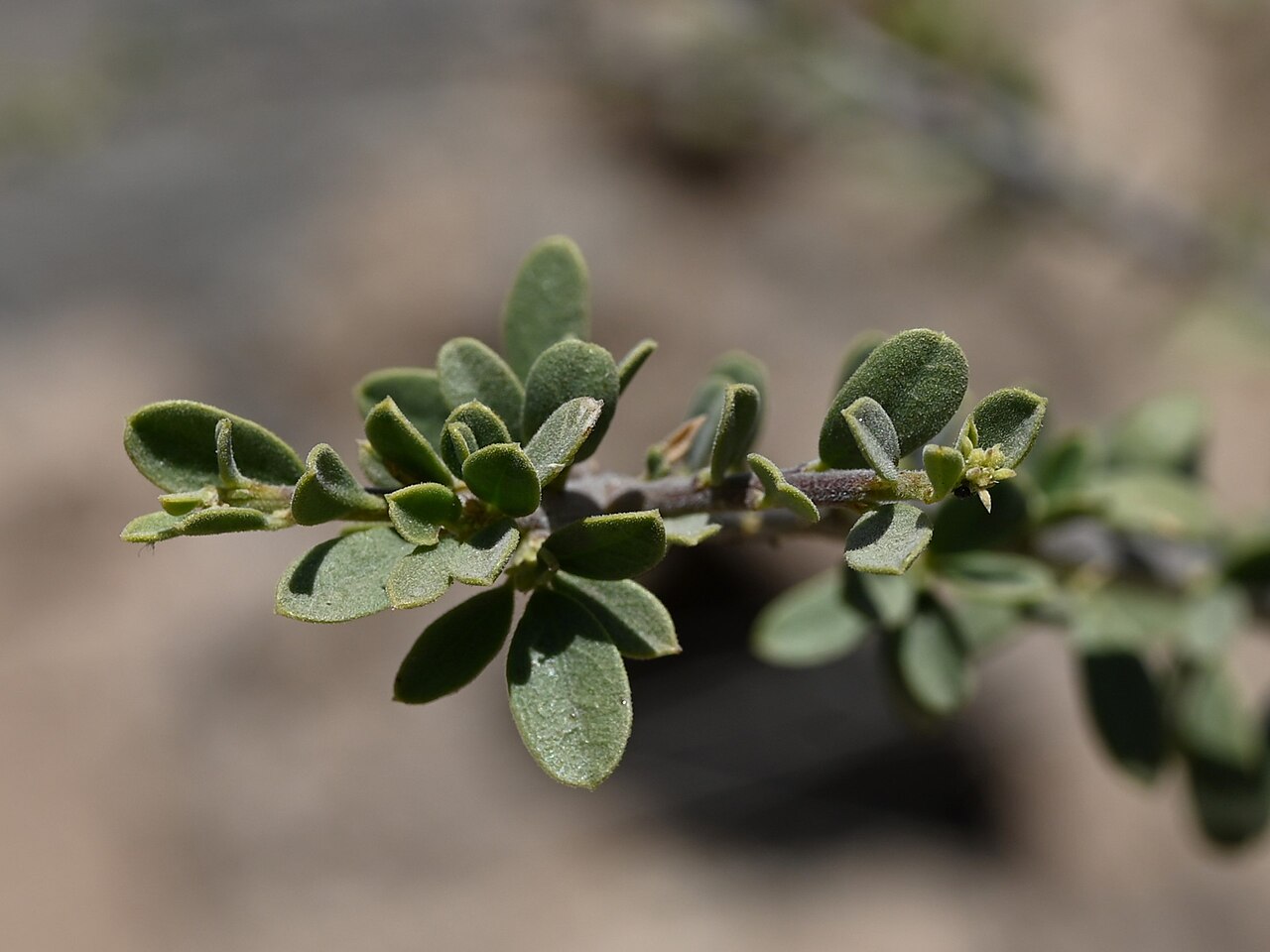 Maerua crassifolia: Maerua crassifolia in Tanuf Mudstone Village, Al Dakhiliyah Gov., Oman
