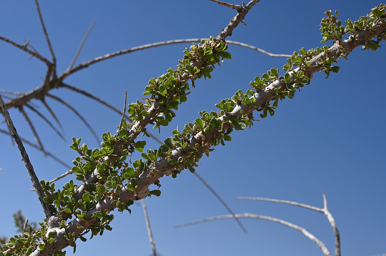 Maerua crassifolia: Maerua crassifolia in Tanuf Mudstone Village, Al Dakhiliyah Gov., Oman