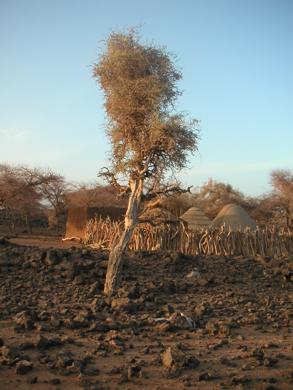 Maerua crassifolia: Maerua crassifolia