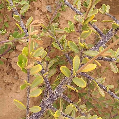 Maerua crassifolia: Maerua crassifolia