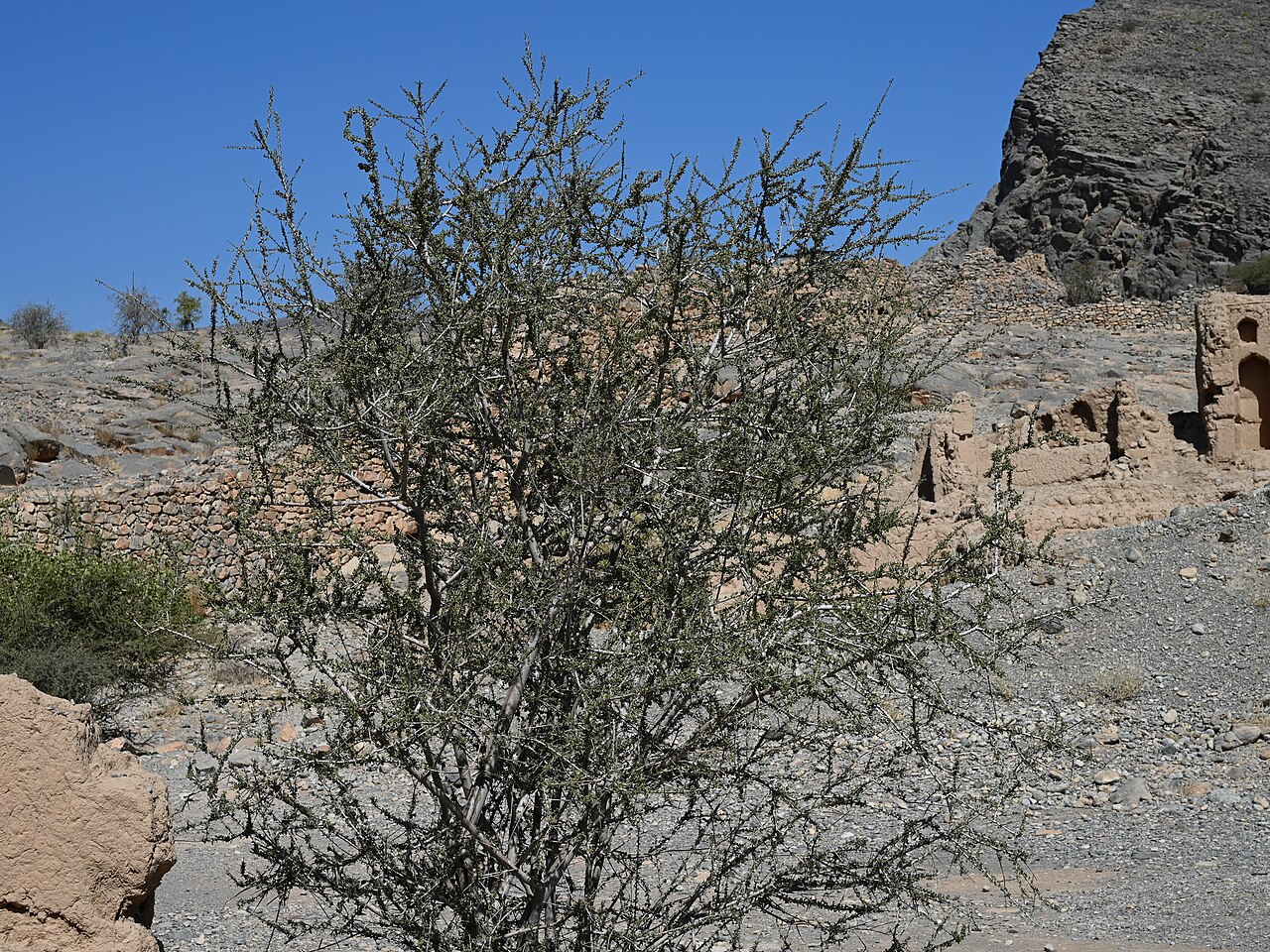 Maerua crassifolia: Maerua crassifolia in Tanuf Mudstone Village, Al Dakhiliyah Gov., Oman
