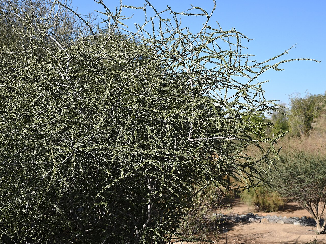 Maerua crassifolia: Maerua crassifolia in SQU Botanic Garden, Muscat