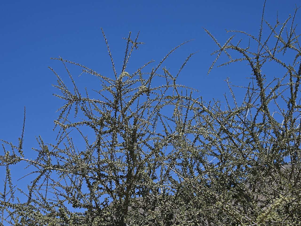 Maerua crassifolia: Maerua crassifolia in Tanuf Mudstone Village, Al Dakhiliyah Gov., Oman