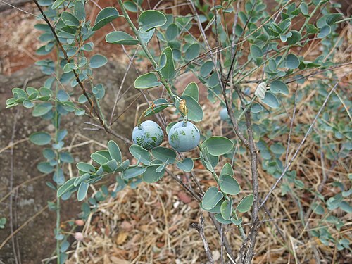 Blue-leaved spiderbush: Blue Bushcherry