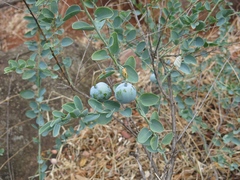 Maerua edulis (Maerua edulis)