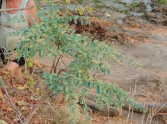 Maerua edulis (Maerua edulis)
