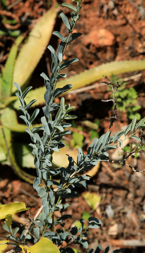Maerua edulis (Maerua edulis)