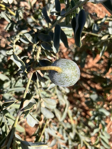 Maerua edulis (Maerua edulis)