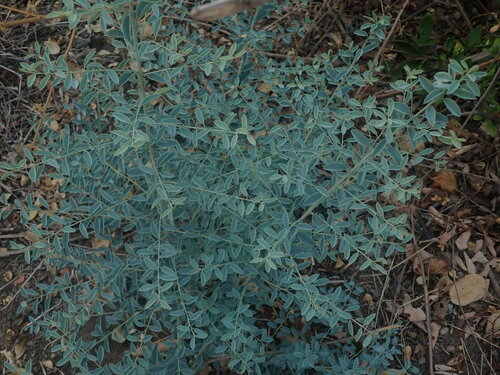 Maerua edulis (Maerua edulis)