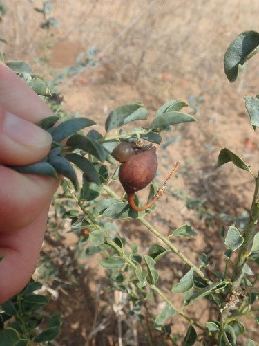 Maerua edulis (Maerua edulis)